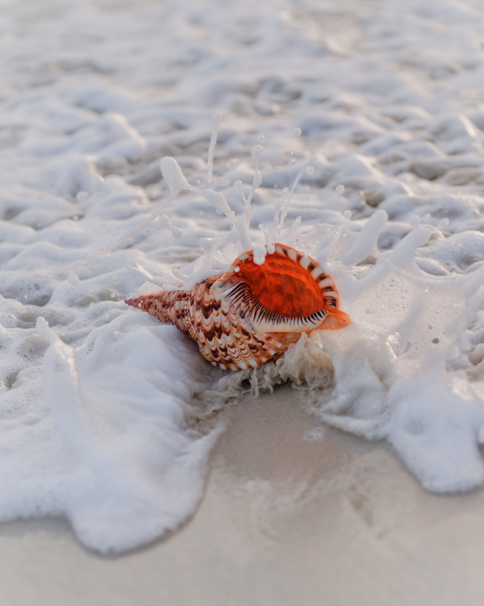 javardh-FC59Au36moM-unsplash